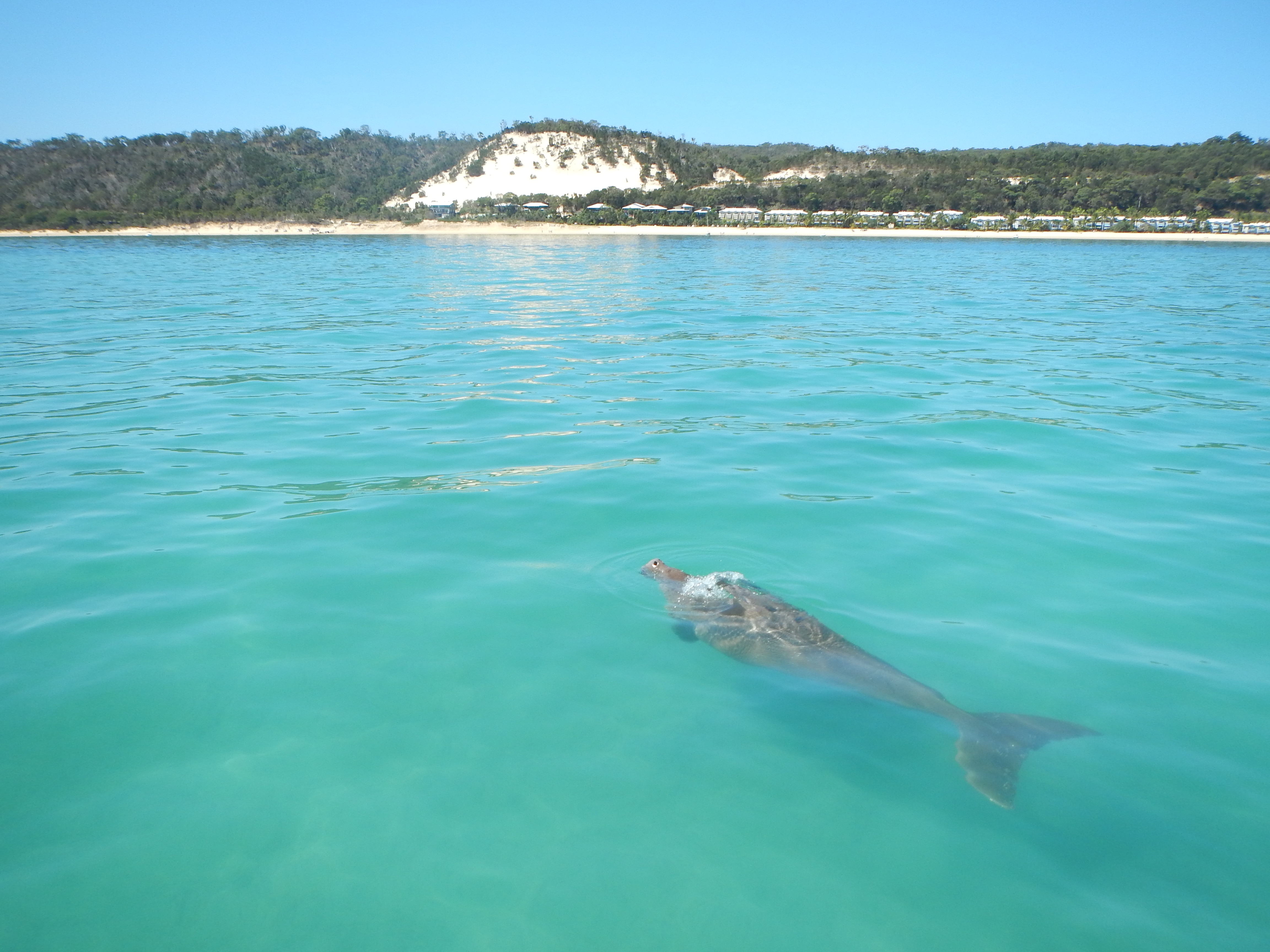 'Shocking' drop in dugong numbers revealed