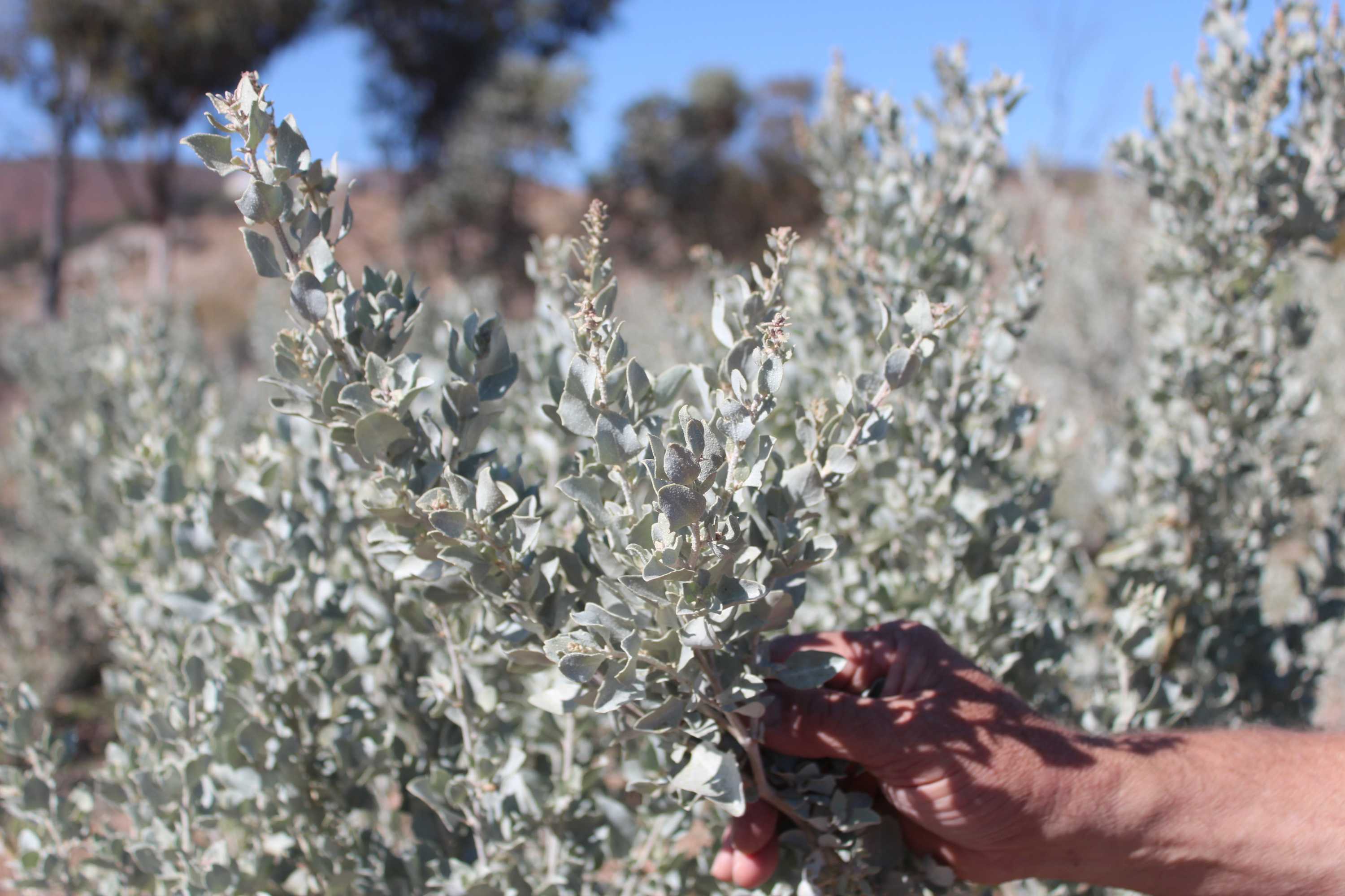 A mature saltbush plant growing at Nepabunna