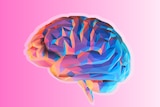 a multicoloured illustration of a brain sits on a pink background