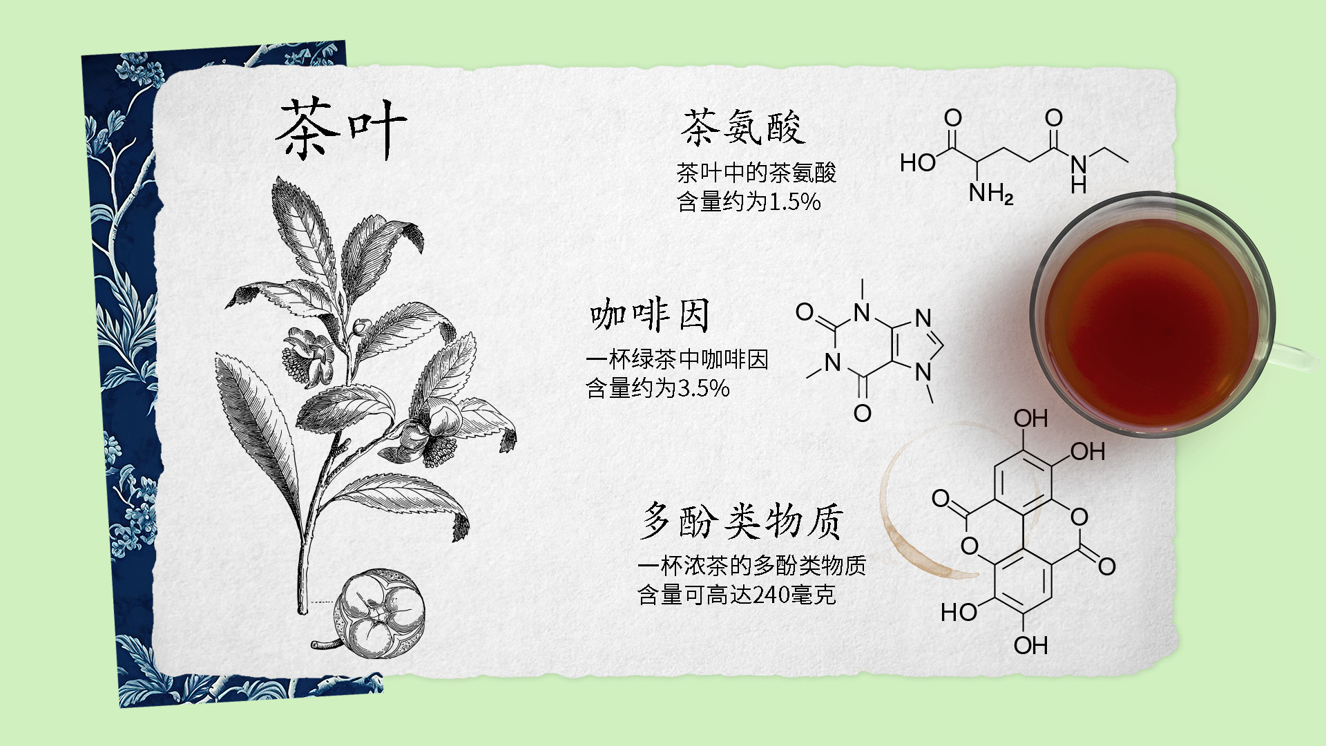 A drawing of camellia sinensis, the official name of the tea plant.