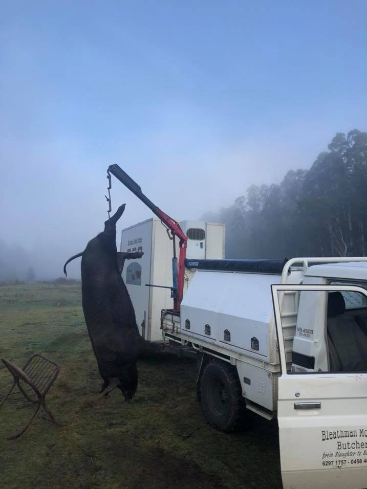 A slaughtered pig hung up