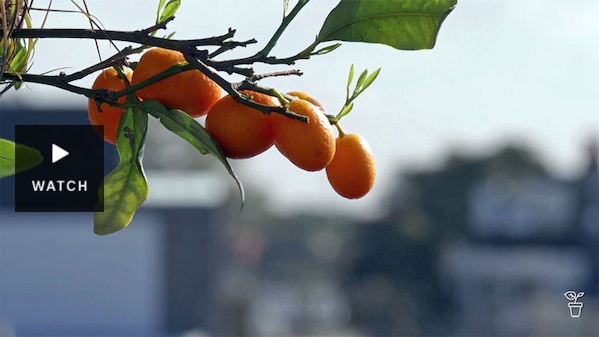 Citrus growing in a balcony garden. Has Video.