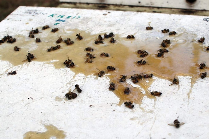 dead bees in spilled honey on a hive.