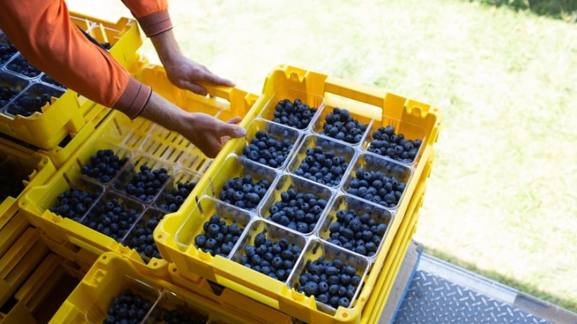 Punnets of blueberries harvested by pickers at Mountain Blue Farms.
