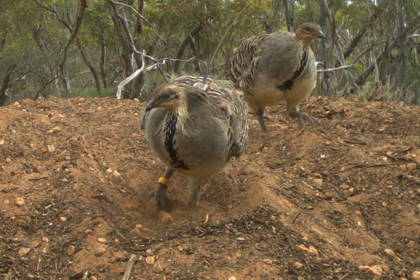 Two small chook-like birds on brown mound in the bush., one with satellite radio on back 