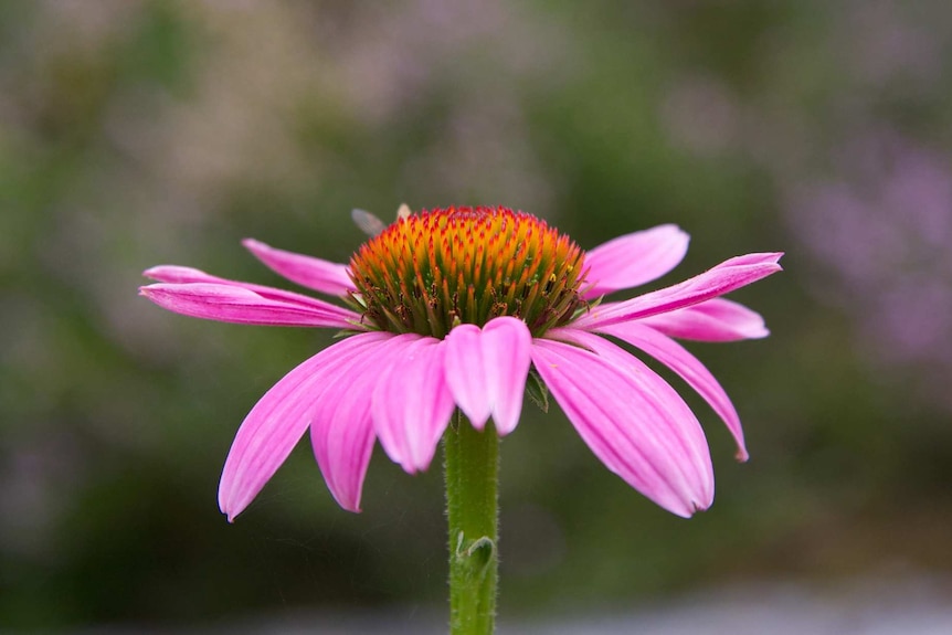 A close-up image of a purple sunflower