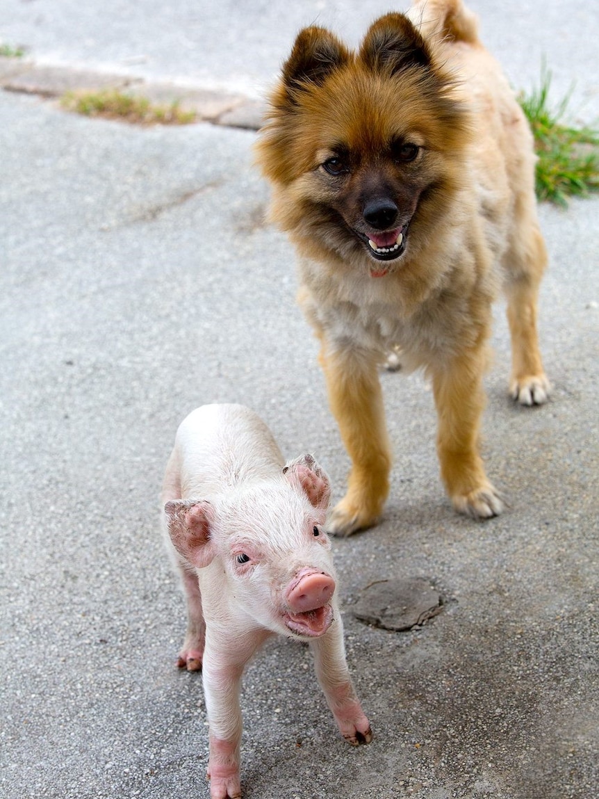 Dog and pig