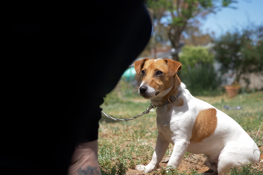 A white and brown Jack Russell looking up at its owner, Barmah, Victoria, November 2023.
