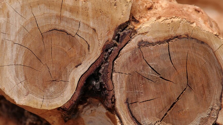 A closeup of the end a log of sandalwood