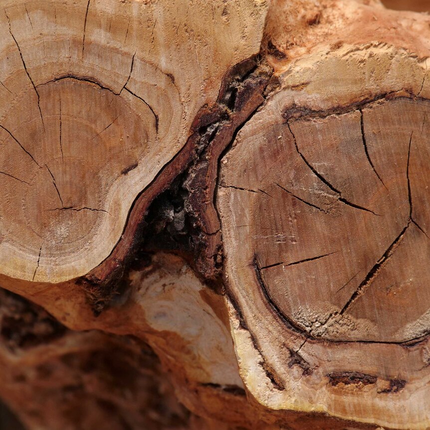 A closeup of the end a log of sandalwood