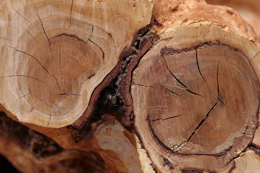 A closeup of the end a log of sandalwood