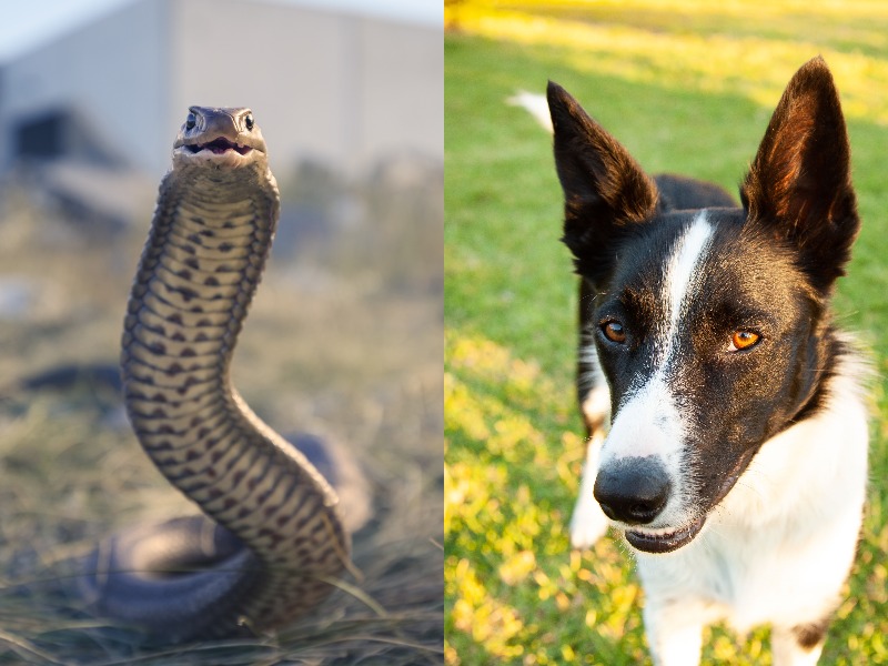 A composite image of an eastern brown snake on left, and Billie on right.