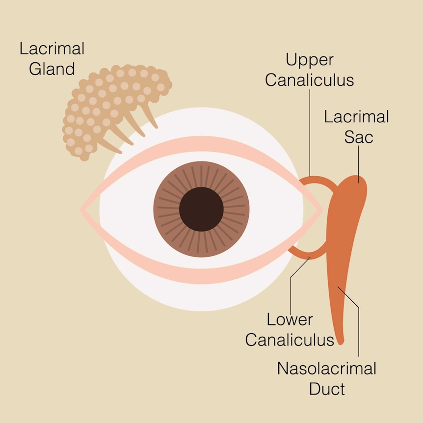 A diagram of the eye showing the lacrimal gland, upper and lower canaliculus and lacrimal sac.