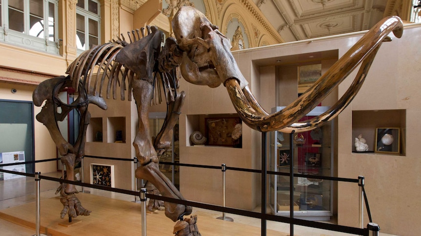 A complete mammoth skeleton is displayed before it was auctioned by Aguttes auction house.