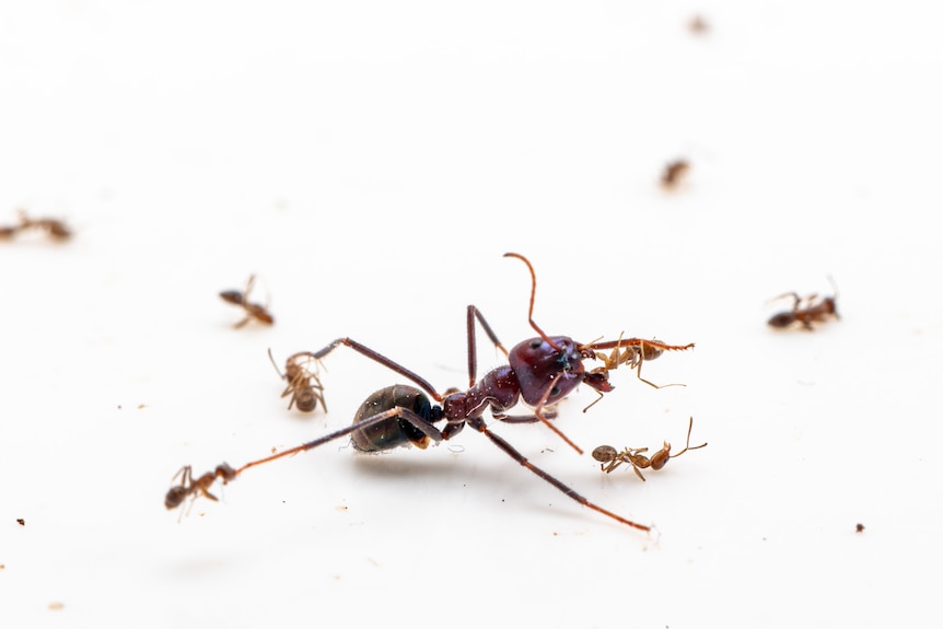 A large ant's limbs are being ripped by a group of smaller ants. The large ant is several times the size of the smaller ants   