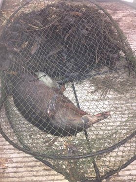 An opera house style yabby pot has trapped and killed a platypus.