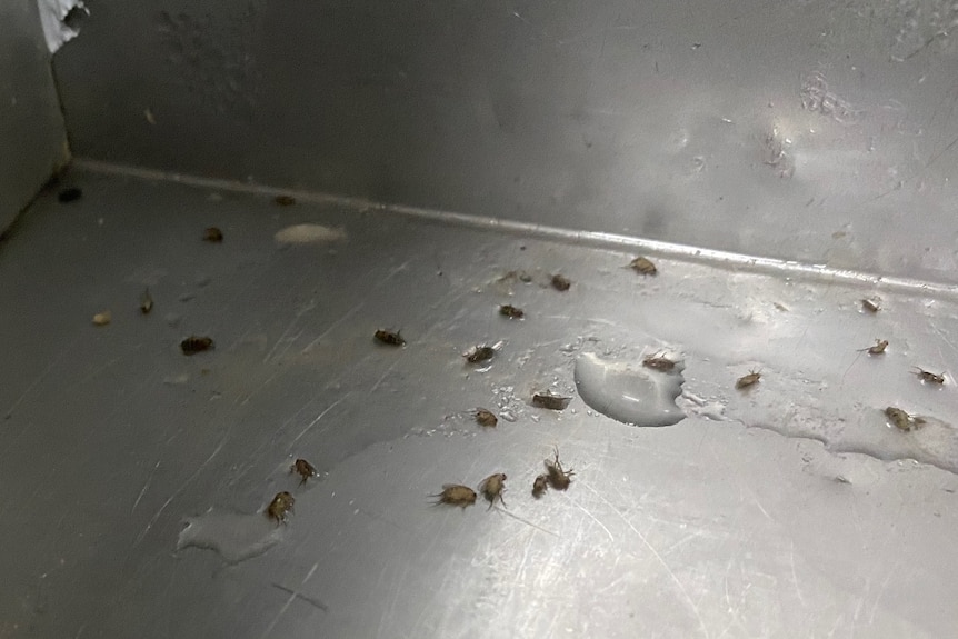 insects in the bottom of a stainless steel sink