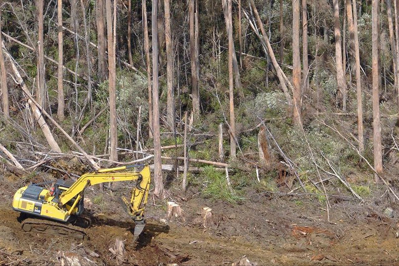 Forest peace deal in danger of collapse - ABC listen
