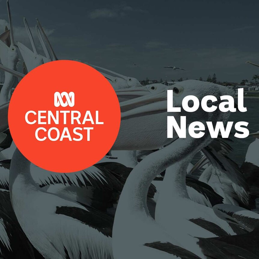 A flock of pelicans at the beach; ABC Central Coast logo and Local News superimposed over the top.