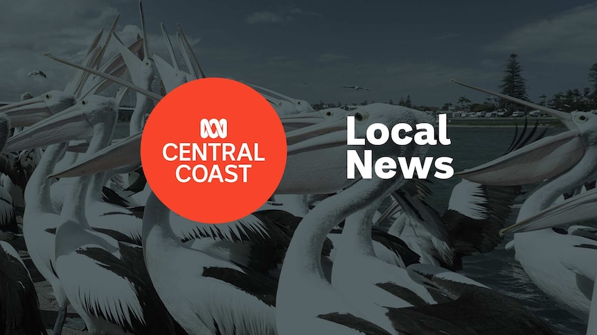 A flock of pelicans at the beach; ABC Central Coast logo and Local News superimposed over the top.