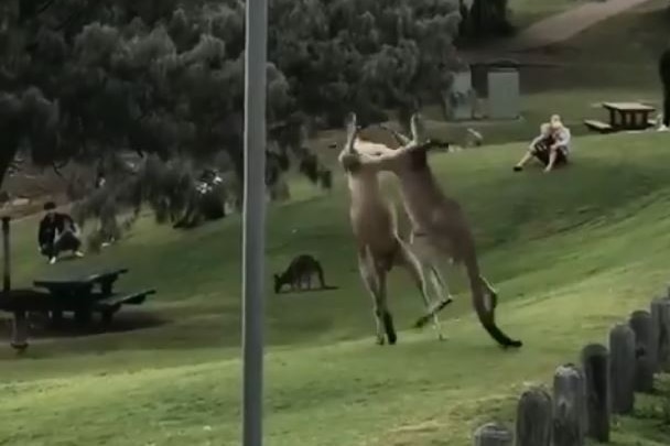 Two kangaroos fighting in a park
