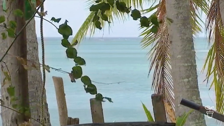 Blue tropical waters with trees and vines in foreground