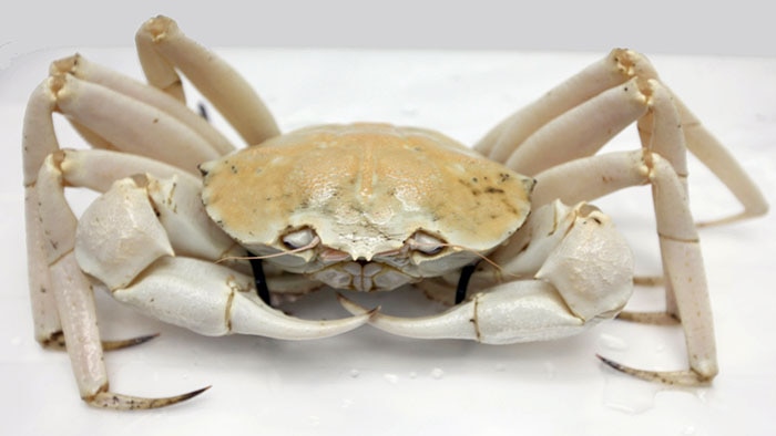 A photo of a white crab sitting inside of a packaged box.