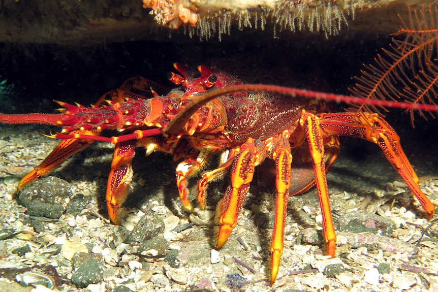 A lobster under a rock in the ocean.