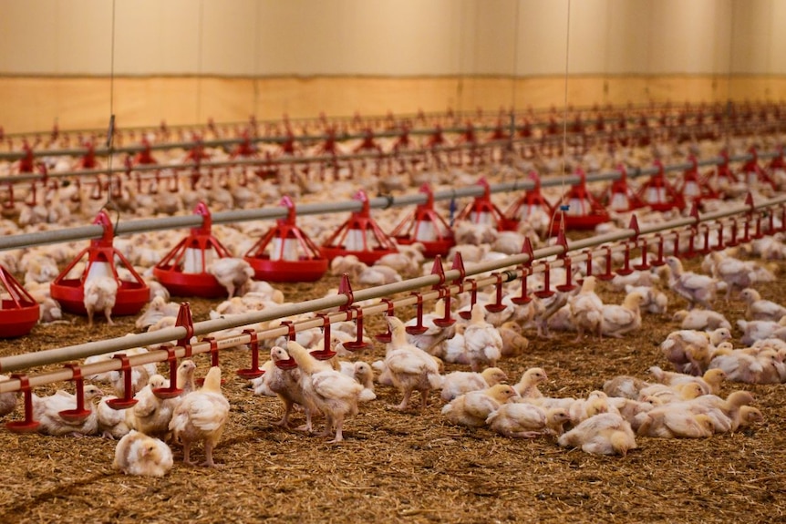 Chicks in a large shed.