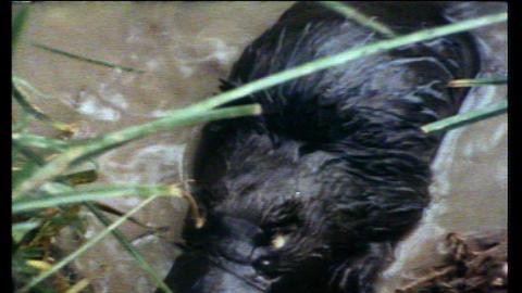 A platypus wades in water at edge of river