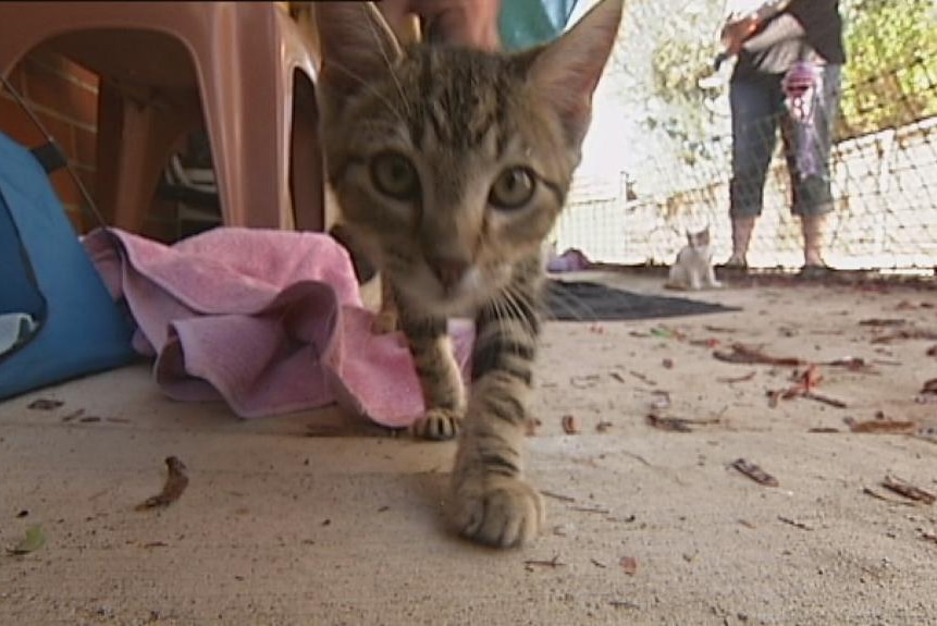 Cat walking towards camera