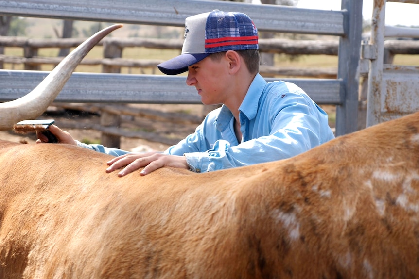 Texas longhorn in the foreground, John behind it, hand on its back, brushing with the other hand.