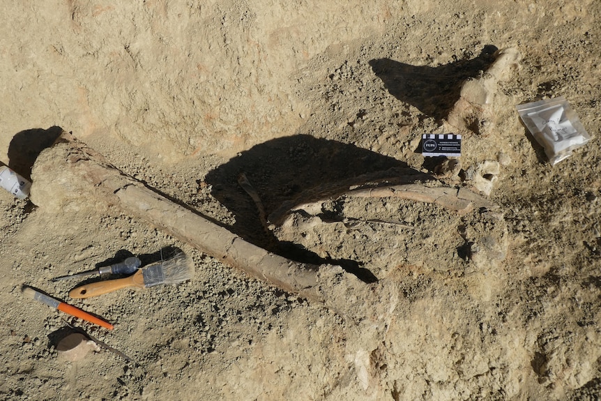 Bones lying in dirt, with brushes on the ground nearby.