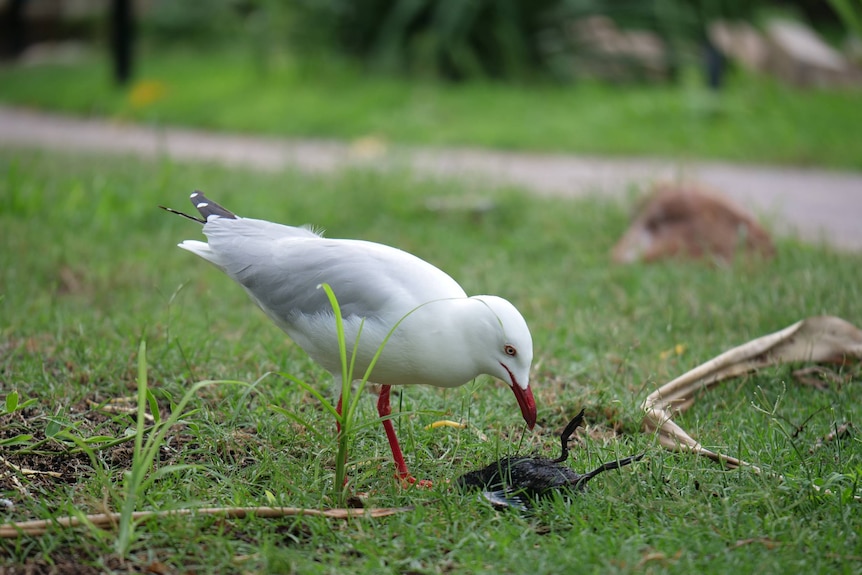 A seagull pecking a dead chick on the grass, pathway behind.