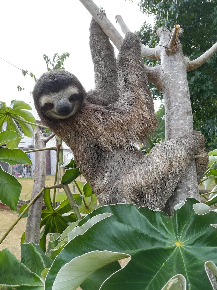 Three-toed sloth hanging from backyard tree.