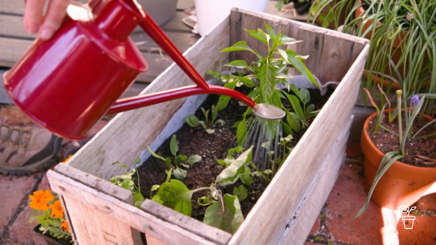 Red watering can watering plants growing in wooden crate