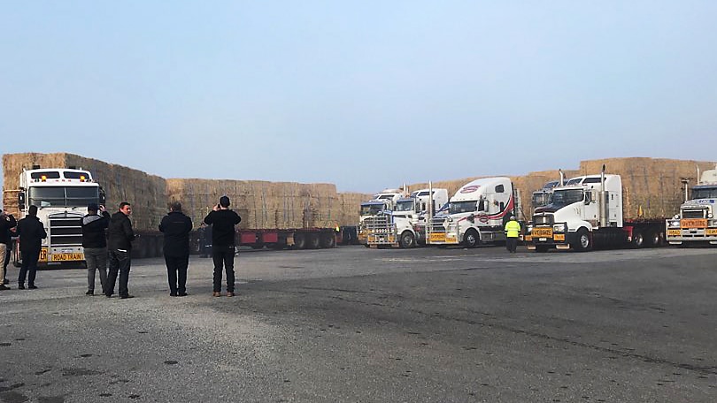 Several hay-laden road trains parked on bitumen with a group of men in front of them.