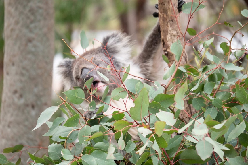 Koala eating gum leaves in a tree.