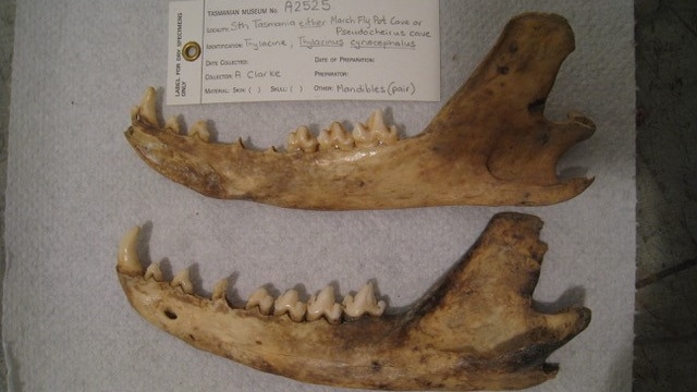 Thylacine jawbones at the Tasmanian Museum on a display board