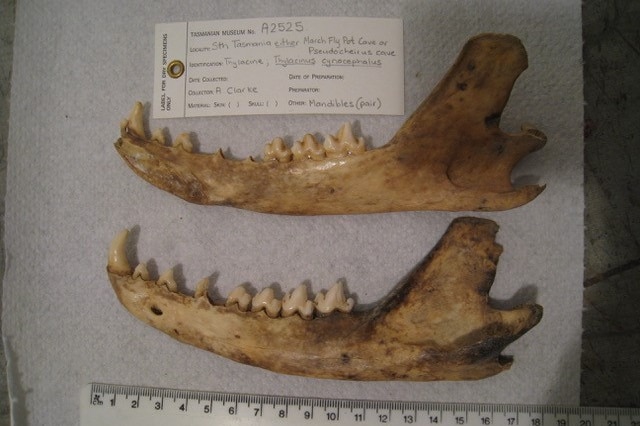 Thylacine jawbones at the Tasmanian Museum on a display board
