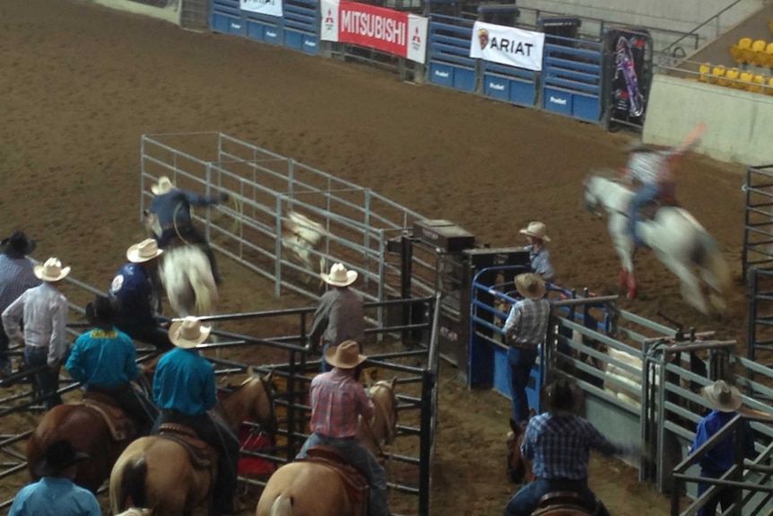 A pair of ropers start to chase a steer with lassos ready.