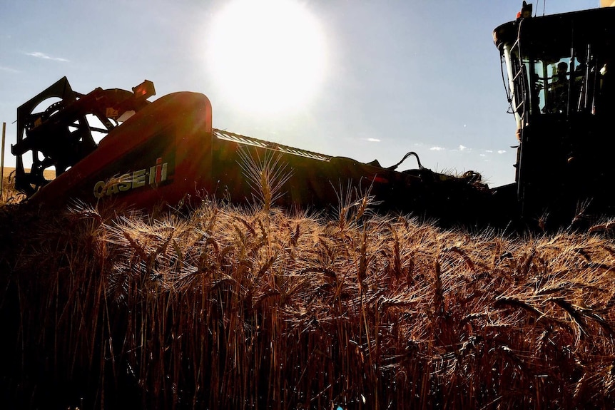 A harvester in the field