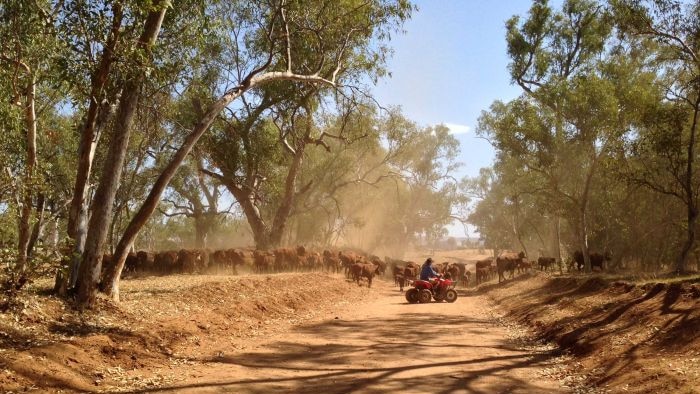 Regional farmer