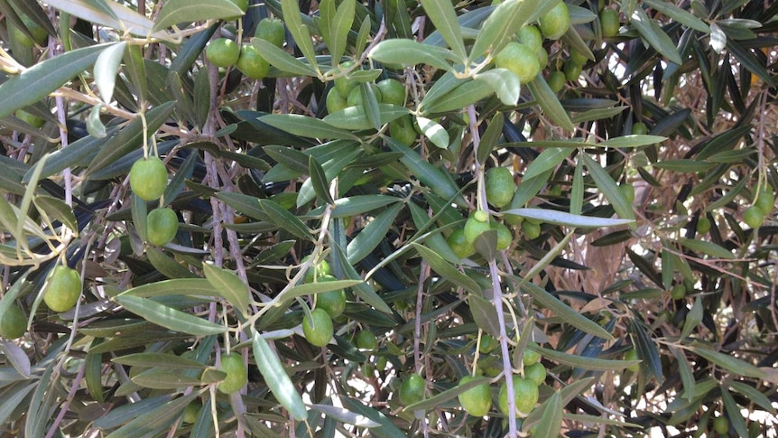A close up photo of green olives ripening on an olive tree, brimming with fruit.