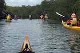 Several people in canoes from Sandgate Canoe Club paddle in a creek.