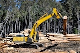 Regenerated native forest being harvested in southern Tasmania