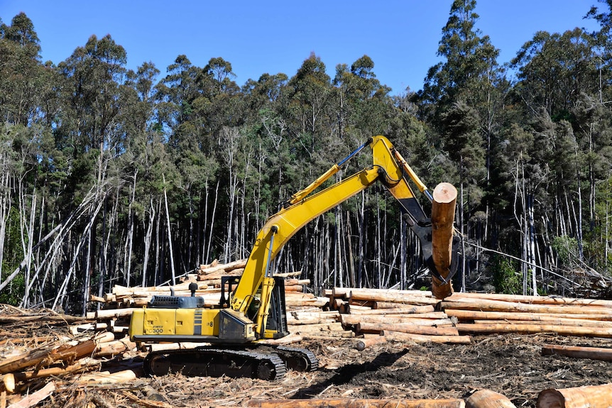 Regenerated native forest being harvested at Dunrobin in southern Tasmania