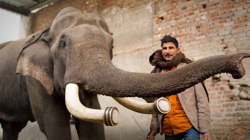 An elephant with tusks cut off at the point raises its trunk while a keeper looks on.