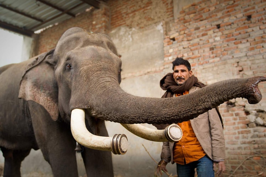 An elephant with tusks cut off at the point raises its trunk while a keeper looks on.