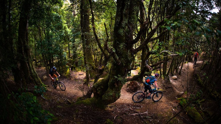 Riders on a mountain bike trail through a forest.